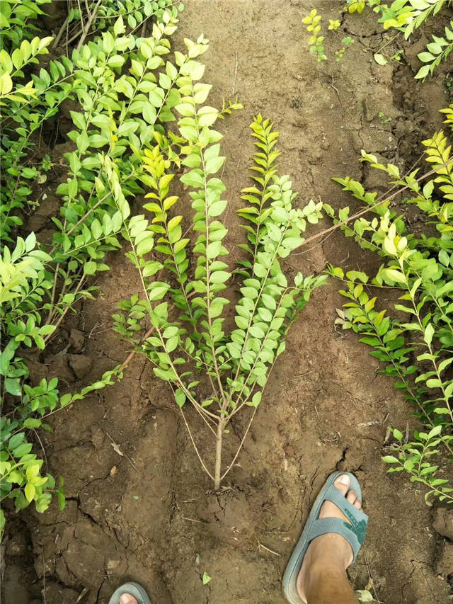 金葉女貞照片種植基地實拍