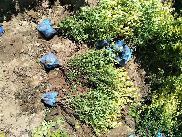 金葉女貞照片種植基地實拍