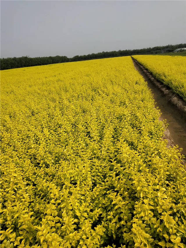 金葉女貞照片種植基地實拍