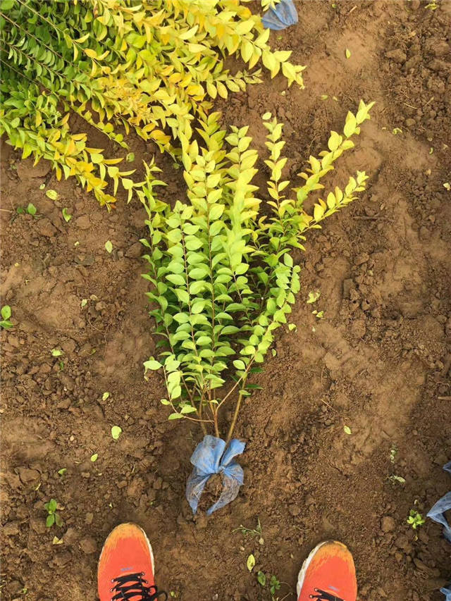 金葉女貞照片種植基地實拍