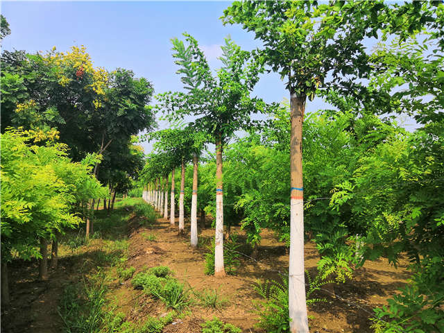 沭陽長景園林蝴蝶槐種植基地實拍圖片