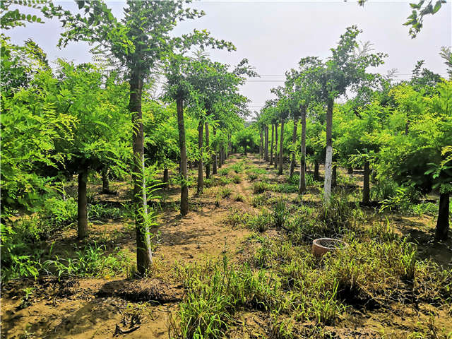 沭陽長景園林蝴蝶槐種植基地實拍圖片