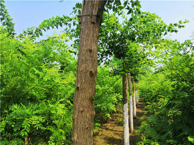 沭陽長景園林蝴蝶槐種植基地實拍圖片