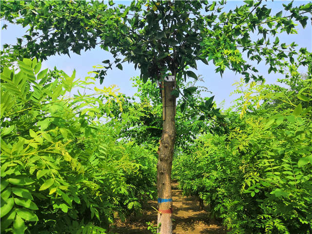 沭陽長景園林蝴蝶槐種植基地實拍圖片