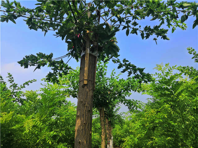沭陽長景園林蝴蝶槐種植基地實拍圖片