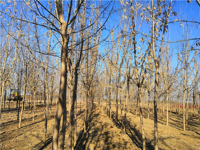 沭陽長景園林金葉復葉槭種植基地實拍圖片