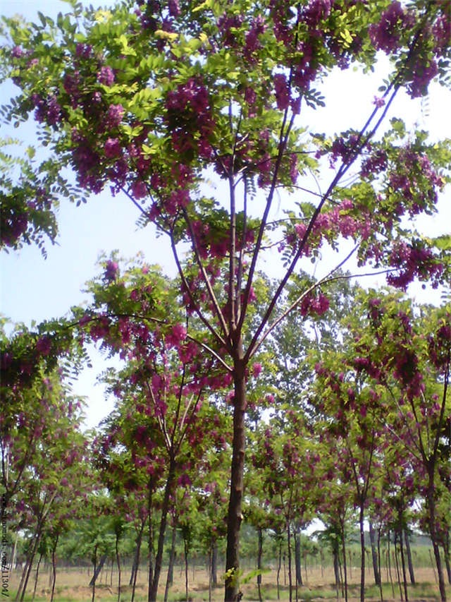 沭陽長(zhǎng)景園林紅花刺槐種植基地實(shí)拍圖片