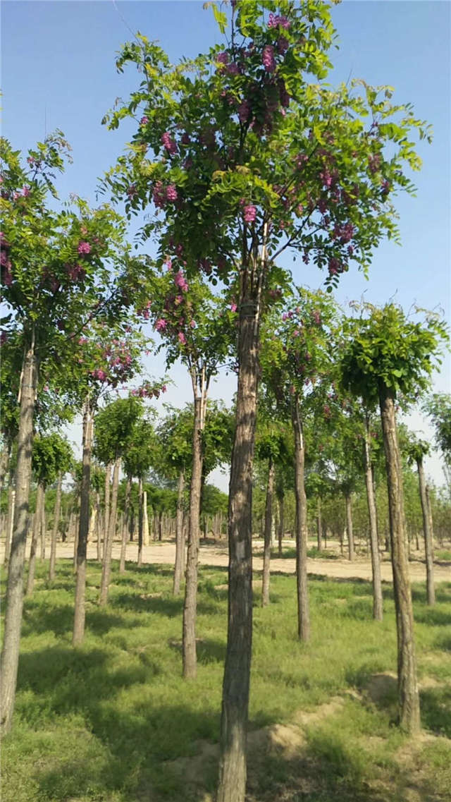 沭陽長(zhǎng)景園林紅花刺槐種植基地實(shí)拍圖片