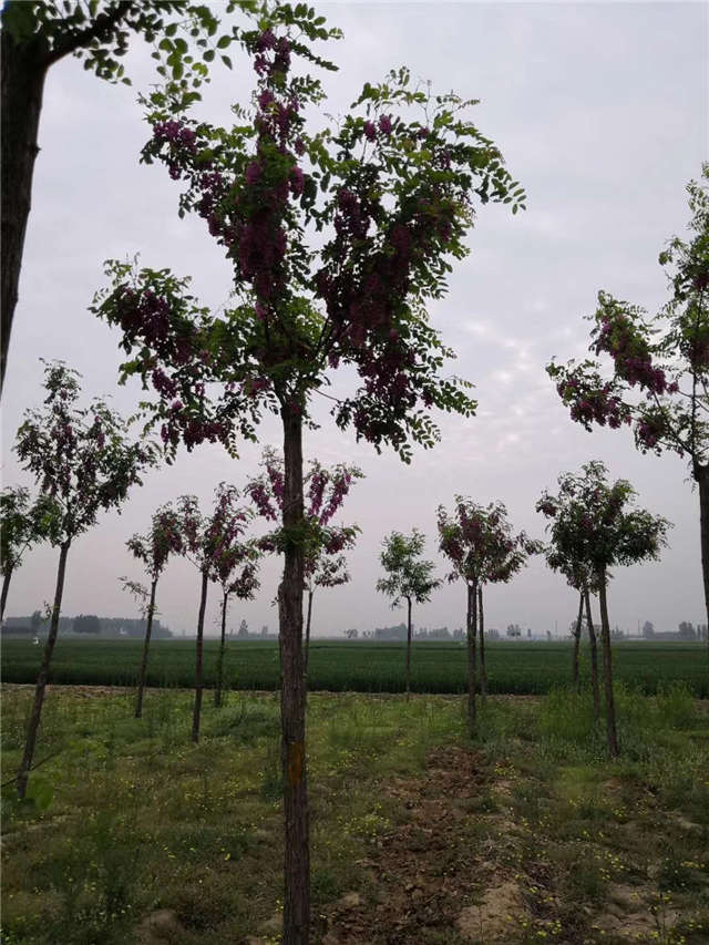 沭陽長(zhǎng)景園林紅花刺槐種植基地實(shí)拍圖片