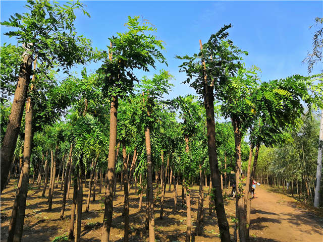 沭陽長(zhǎng)景園林紅花刺槐種植基地實(shí)拍圖片