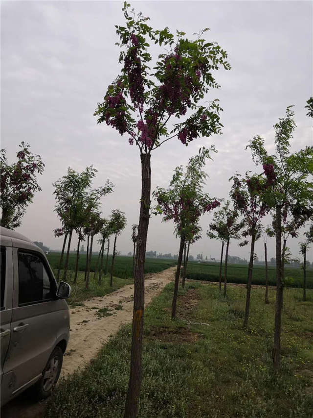 沭陽長(zhǎng)景園林紅花刺槐種植基地實(shí)拍圖片