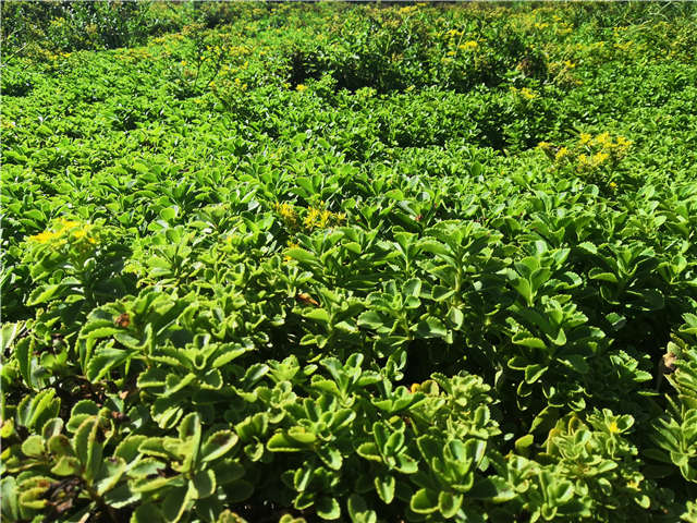 沭陽長景園林德國景天種植基地實拍圖片
