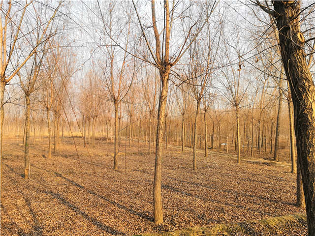 原生發冒垂柳基地實拍