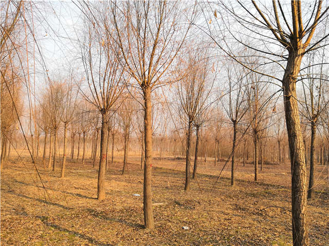 原生發冒垂柳基地實拍