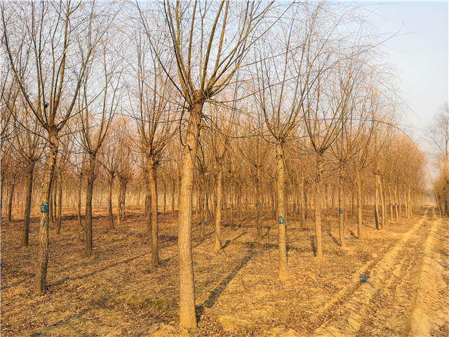 原生發冒垂柳基地實拍