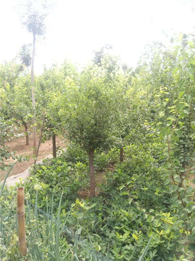 沭陽長景園林山杏種植基地實拍圖片