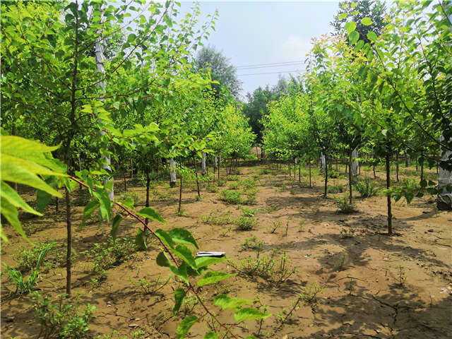 沭陽長景園林山杏種植基地實拍圖片