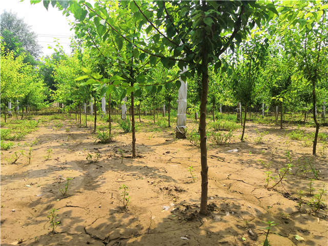 沭陽長景園林山杏種植基地實拍圖片