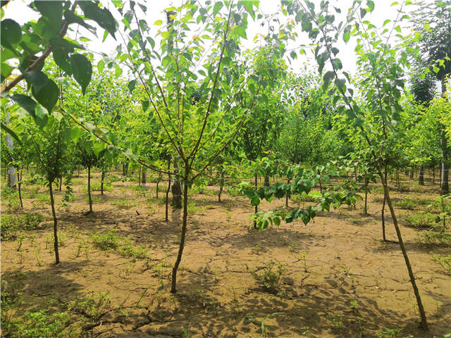 沭陽長景園林山杏種植基地實拍圖片