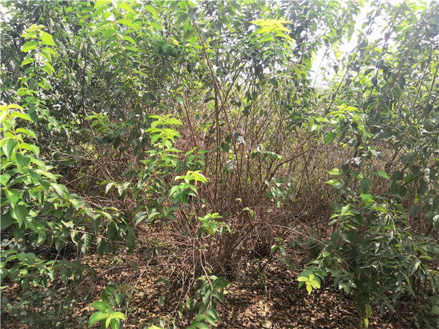 沭陽長景園林金銀木種植基地實拍圖片