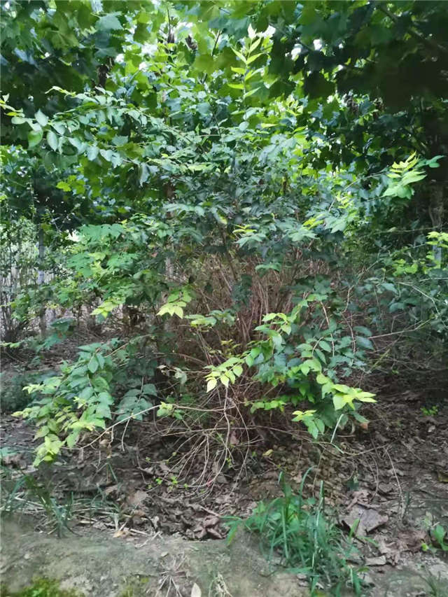 沭陽長景園林金銀木種植基地實拍圖片