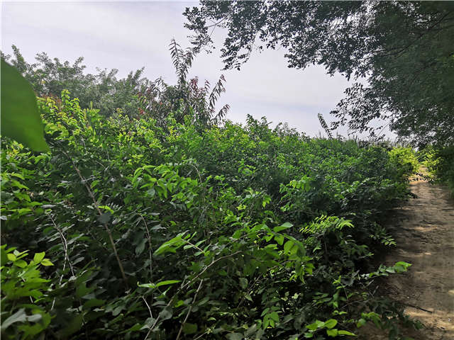 沭陽長景園林金銀木種植基地實拍圖片