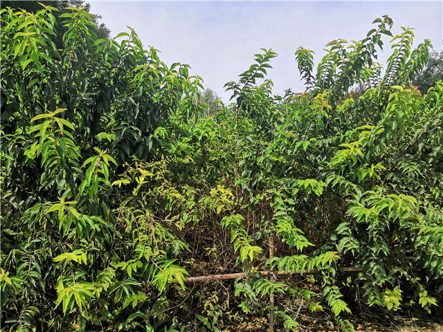 沭陽長景園林金銀木種植基地實拍圖片