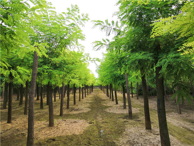 沭陽長景園林洋槐種植基地實(shí)拍圖片