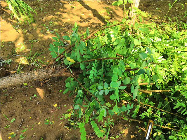 沭陽長景園林洋槐種植基地實(shí)拍圖片