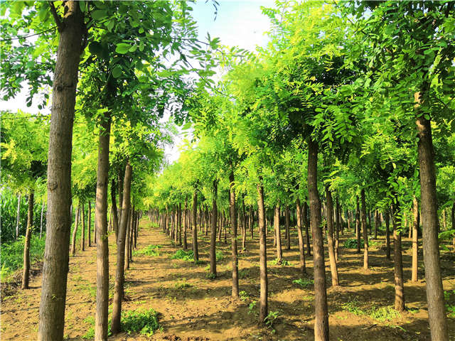 沭陽長景園林洋槐種植基地實(shí)拍圖片