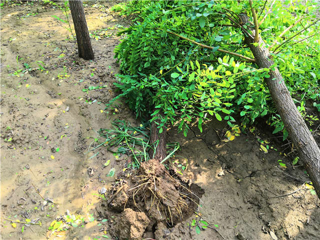 沭陽長景園林洋槐種植基地實(shí)拍圖片