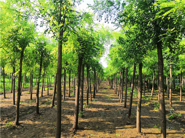 沭陽長景園林洋槐種植基地實(shí)拍圖片