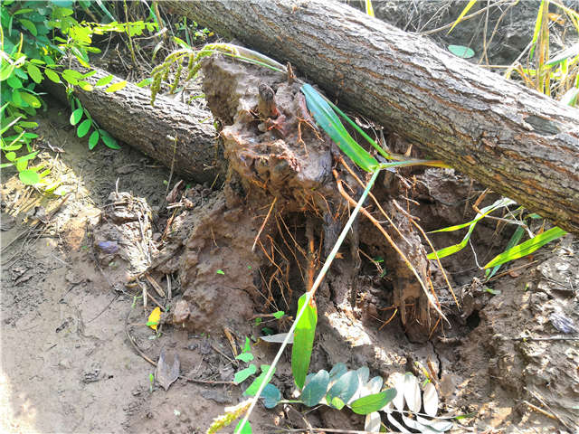 沭陽長景園林洋槐種植基地實(shí)拍圖片