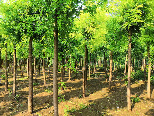 沭陽長景園林洋槐種植基地實(shí)拍圖片