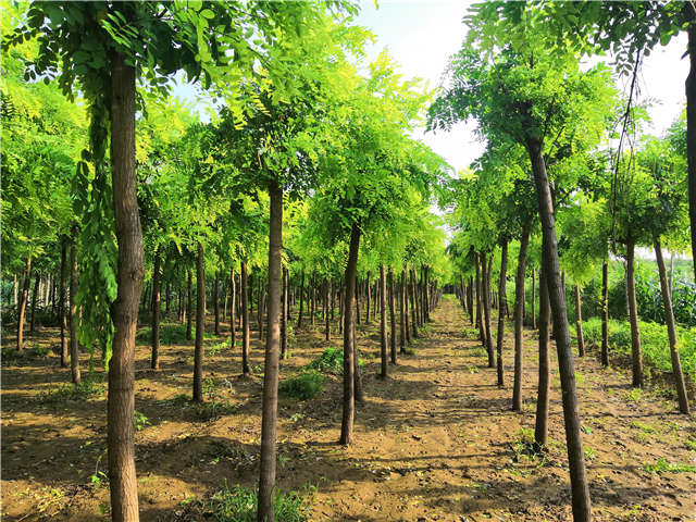 沭陽長景園林洋槐種植基地實(shí)拍圖片