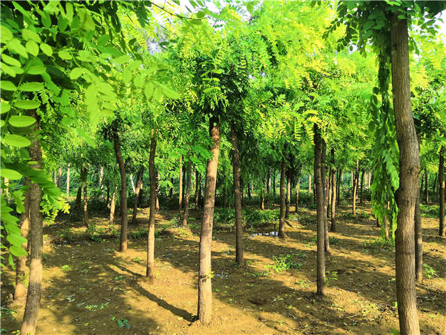 沭陽長景園林洋槐種植基地實(shí)拍圖片