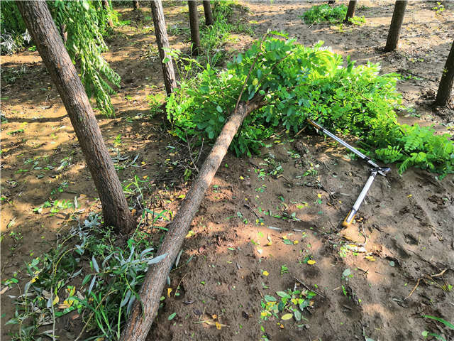 沭陽長景園林洋槐種植基地實(shí)拍圖片