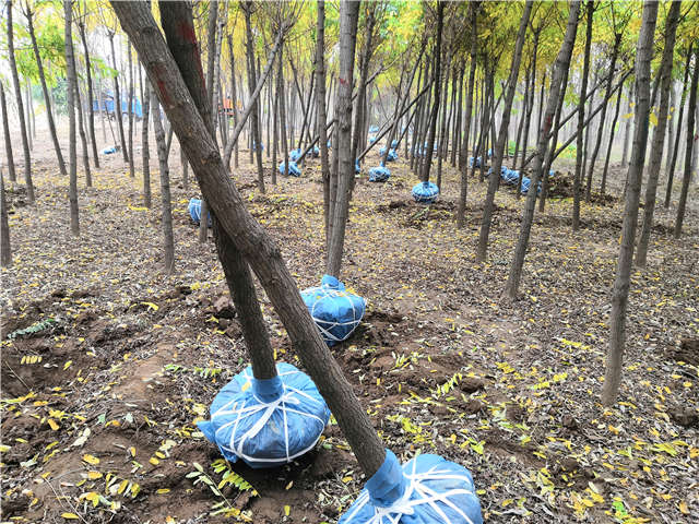 沭陽長景園林洋槐種植基地實(shí)拍圖片