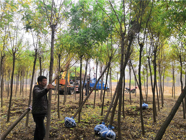沭陽長景園林洋槐種植基地實(shí)拍圖片