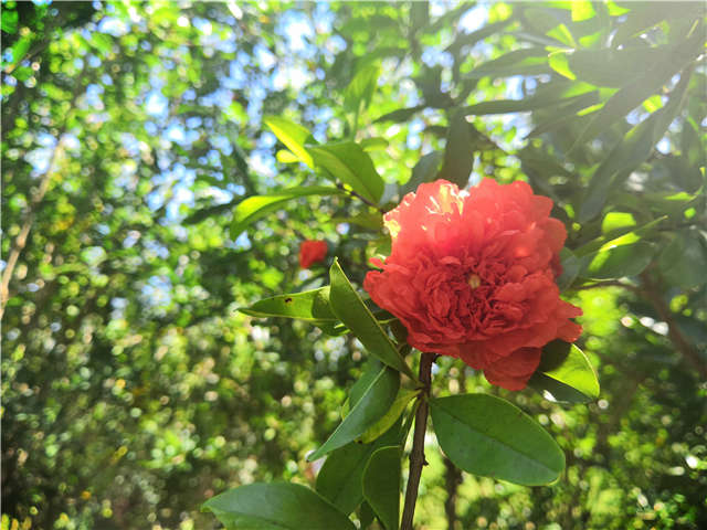 沭陽長(zhǎng)景園林花石榴種植基地實(shí)拍圖片