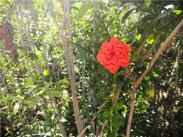 沭陽長(zhǎng)景園林花石榴種植基地實(shí)拍圖片