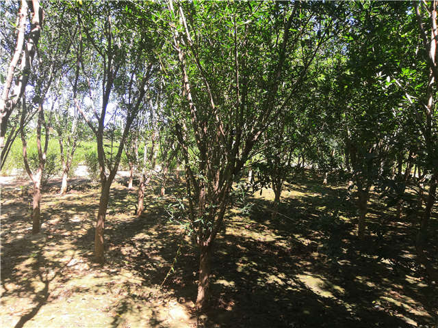 沭陽長(zhǎng)景園林花石榴種植基地實(shí)拍圖片