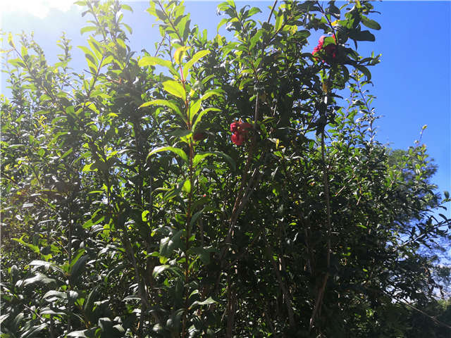 沭陽長(zhǎng)景園林花石榴種植基地實(shí)拍圖片